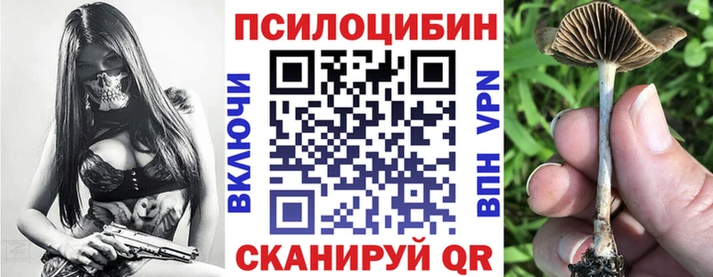 закладка mega маркетплейс Псилоцибиновые грибы Psilocybe Камышин