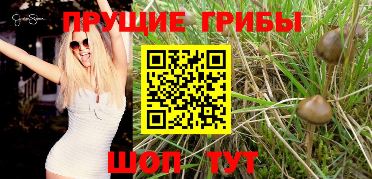 Галлюциногенные грибы мухоморы  Камышин  Псилоцибиновые грибы Psilocybe 